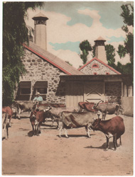 cows barnyard germany